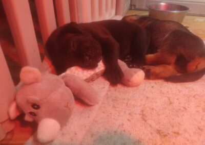Chiot Cane Corso Portée Ruby x Saïko Vasco de l'Ecrin de Briérat