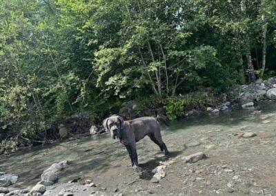 Cane Corso Portée Ruby x Saïko Virgule de l'Ecrin de Briérat