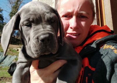 Chiot Cane Corso Portée Ruby x Saïko Virgule de l'Ecrin de Briérat