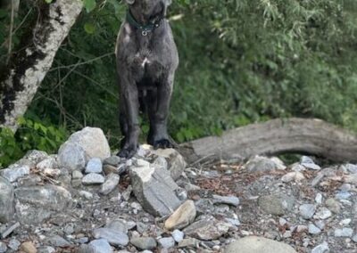 Cane Corso Portée Ruby x Saïko Virgule de l'Ecrin de Briérat