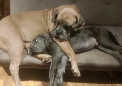 Chiot Cane Corso Portée Ruby x Saïko Virgule de l'Ecrin de Briérat
