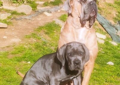 Chiot Cane Corso Portée Ruby x Saïko Ruby et Virgule