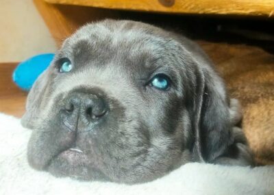 Chiot Cane Corso Portée Ruby x Saïko Virgule de l'Ecrin de Briérat