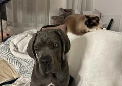 Chiot Cane Corso Portée Ruby x Saïko Virgule de l'Ecrin de Briérat