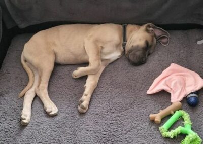 Chiot Cane Corso Portée Ruby x Saïko Vita de l'Ecrin de Briérat