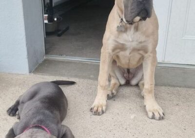 Cane Corso Portée Ruby x Saïko Vita de l'Ecrin de Briérat