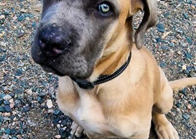 Cane Corso Portée Ruby x Saïko Vita de l'Ecrin de Briérat