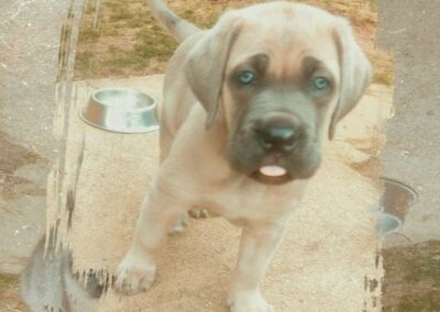 Chiot Cane Corso Portée Ruby x Saïko Vita de l'Ecrin de Briérat