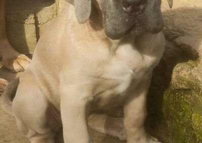 Chiot Cane Corso Portée Ruby x Saïko Vita de l'Ecrin de Briérat