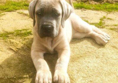 Chiot Cane Corso Portée Ruby x Saïko Vita de l'Ecrin de Briérat
