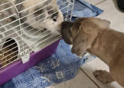 Chiot Cane Corso Portée Ruby x Saïko Vita de l'Ecrin de Briérat
