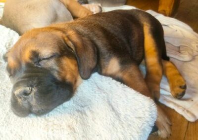 Chiot Cane Corso Portée Ruby x Saïko Vodka de l'Ecrin de Briérat
