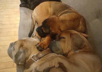 Chiots Cane Corso Portée Ruby x Saïko